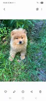 Luke, a male Chow Chow for sale in Chattanooga, TN – 1 of 3