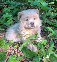 Tommy, a male Chow Chow for sale in Chattanooga, TN – 3 of 3