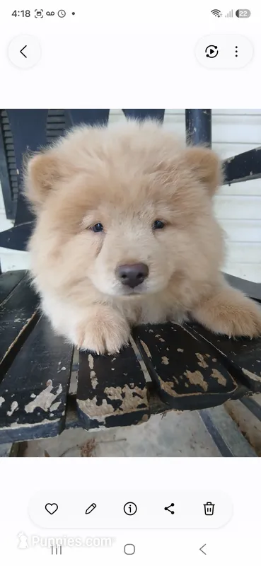 Savannah – Chow Chow puppy for sale in Chattanooga, TN