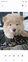 Savannah, a female Chow Chow for sale in Chattanooga, TN – 1 of 1