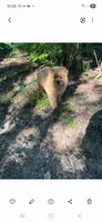 Adam, a male Chow Chow for sale in Chattanooga, TN – 3 of 3