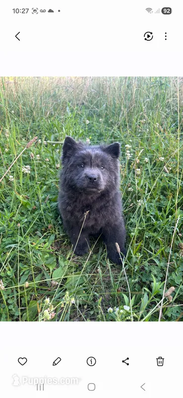 Susan – Chow Chow puppy for sale in Chattanooga, TN