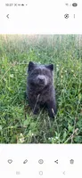 Susan, a female Chow Chow for sale in Chattanooga, TN – 1 of 3