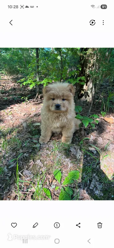 Adam – Chow Chow puppy for sale in Chattanooga, TN