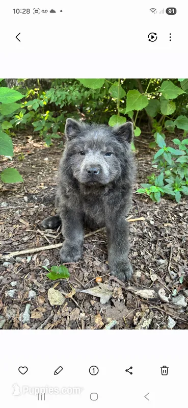 Samuel – Chow Chow puppy for sale in Chattanooga, TN