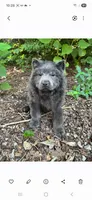 Samuel, a male Chow Chow for sale in Chattanooga, TN – 1 of 3