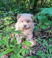 Tommy, a male Chow Chow for sale in Chattanooga, TN – 2 of 3