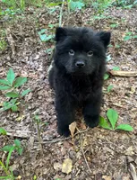Savannah, a female Chow Chow for sale in Chattanooga, TN – 3 of 3