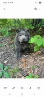 Samuel, a male Chow Chow for sale in Chattanooga, TN – 3 of 3