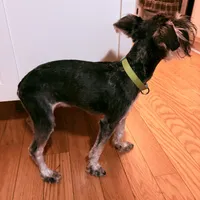 Millie, a female Miniature Schnauzer for sale in Hillsborough, NC – 3 of 3
