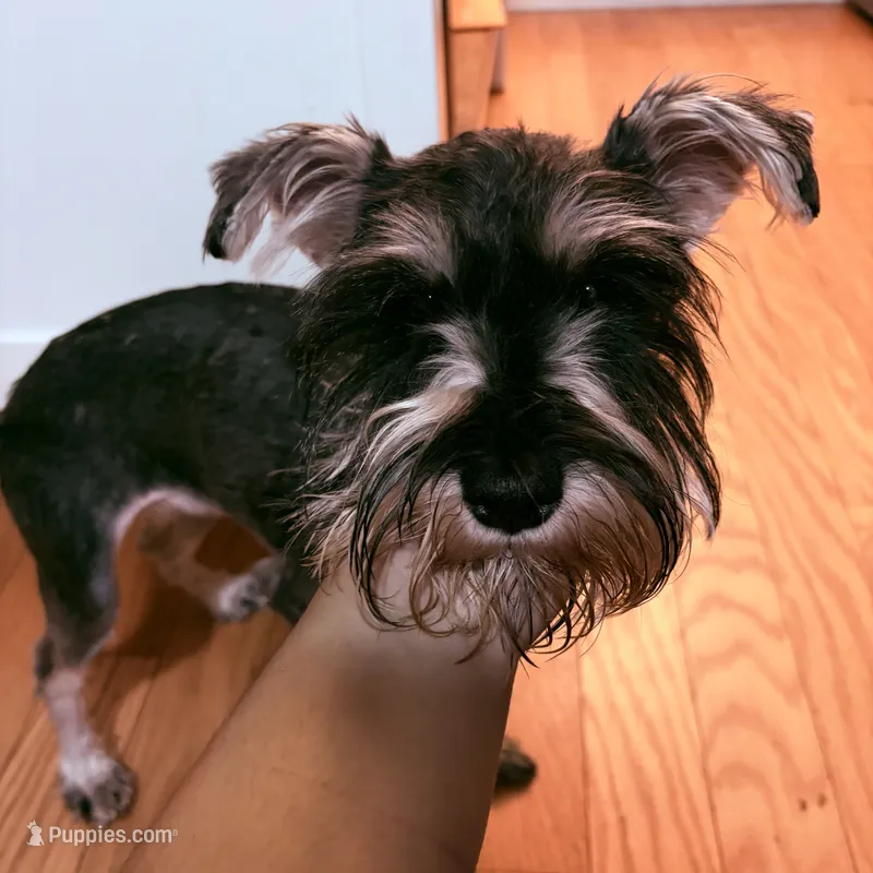 Millie – Miniature Schnauzer puppy for sale in Hillsborough, NC