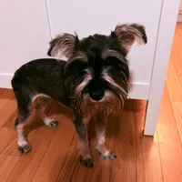 Millie, a female Miniature Schnauzer for sale in Hillsborough, NC – 2 of 3