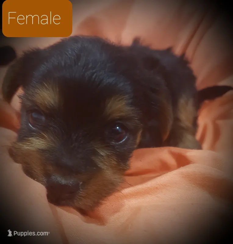 Sadie – Yorkshire Terrier puppy for sale in Phoenix, AZ