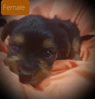 Sadie, a female Yorkshire Terrier for sale in Phoenix, AZ – 1 of 1