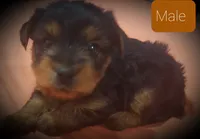Teddy, a male Yorkshire Terrier for sale in Phoenix, AZ – 1 of 1