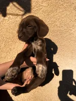 Little girl , a female German Shorthaired Pointer and Labrador Retriever for sale in Bakersfield, CA – 2 of 4