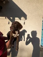 Big girl , a female German Shorthaired Pointer and Labrador Retriever for sale in Bakersfield, CA – 4 of 4