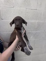 Socks , a male German Shorthaired Pointer and Labrador Retriever for sale in Bakersfield, CA – 4 of 5