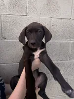 Coco Chanel , a female German Shorthaired Pointer and Labrador Retriever for sale in Bakersfield, CA – 4 of 4