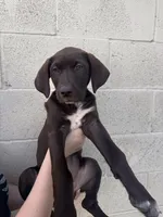 Coco Chanel , a female German Shorthaired Pointer and Labrador Retriever for sale in Bakersfield, CA – 3 of 4
