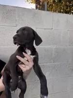 Coco Chanel , a female German Shorthaired Pointer and Labrador Retriever for sale in Bakersfield, CA – 2 of 4