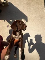 Big girl , a female German Shorthaired Pointer and Labrador Retriever for sale in Bakersfield, CA – 3 of 4