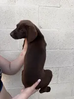 Little girl , a female German Shorthaired Pointer and Labrador Retriever for sale in Bakersfield, CA – 4 of 4