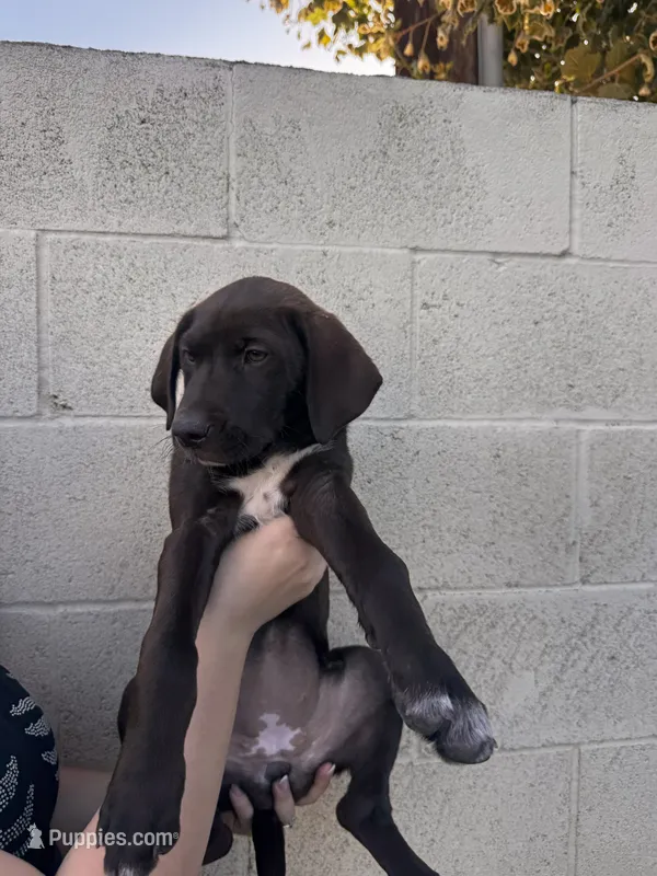 Coco Chanel  – German Shorthaired Pointer, Labrador Retriever puppy for sale in Bakersfield, CA