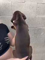 Bandit , a male German Shorthaired Pointer and Labrador Retriever for sale in Bakersfield, CA – 2 of 3