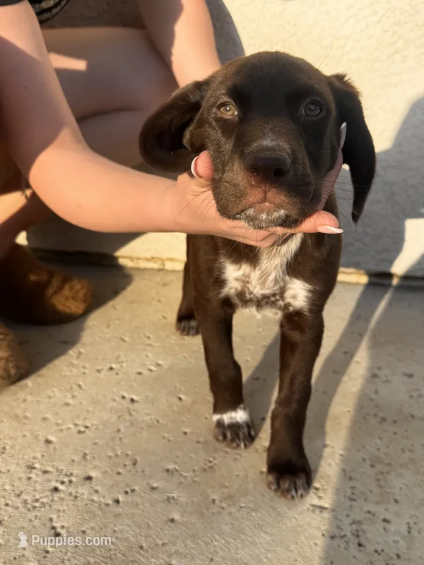 Big girl  – German Shorthaired Pointer, Labrador Retriever puppy for sale in Bakersfield, CA