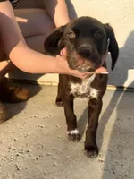 Big girl , a female German Shorthaired Pointer and Labrador Retriever for sale in Bakersfield, CA – 1 of 4