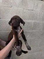 Socks , a male German Shorthaired Pointer and Labrador Retriever for sale in Bakersfield, CA – 3 of 5