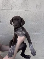 Socks , a male German Shorthaired Pointer and Labrador Retriever for sale in Bakersfield, CA – 2 of 5