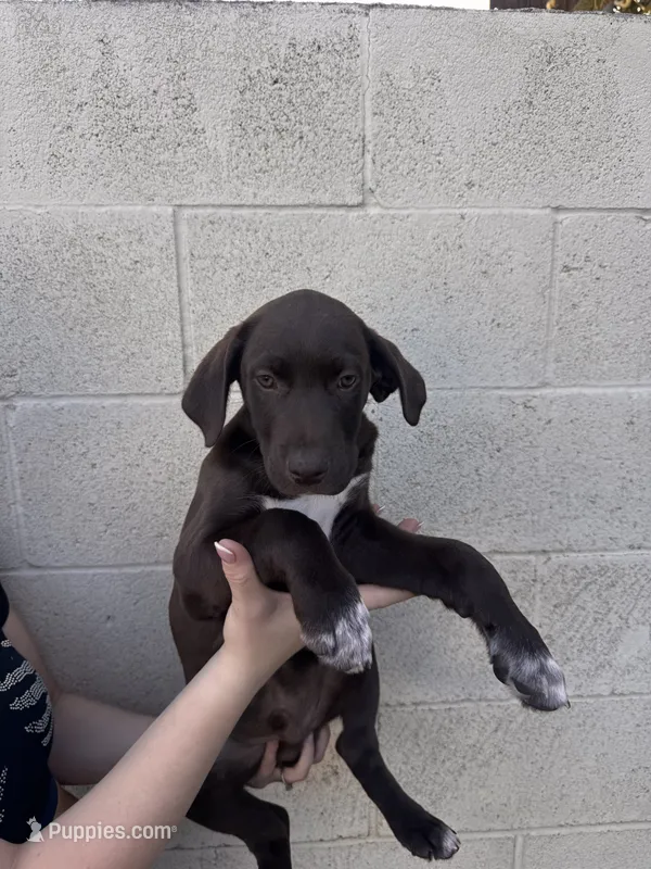 Bandit  – German Shorthaired Pointer, Labrador Retriever puppy for sale in Bakersfield, CA