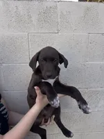 Bandit , a male German Shorthaired Pointer and Labrador Retriever for sale in Bakersfield, CA – 1 of 3