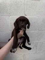 Little girl , a female German Shorthaired Pointer and Labrador Retriever for sale in Bakersfield, CA – 3 of 4