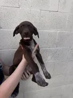Socks , a male German Shorthaired Pointer and Labrador Retriever for sale in Bakersfield, CA – 5 of 5