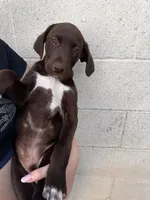 Bandit , a male German Shorthaired Pointer and Labrador Retriever for sale in Bakersfield, CA – 3 of 3