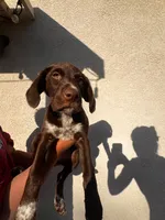 Big girl , a female German Shorthaired Pointer and Labrador Retriever for sale in Bakersfield, CA – 2 of 4