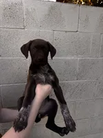 Socks , a male German Shorthaired Pointer and Labrador Retriever for sale in Bakersfield, CA – 1 of 5