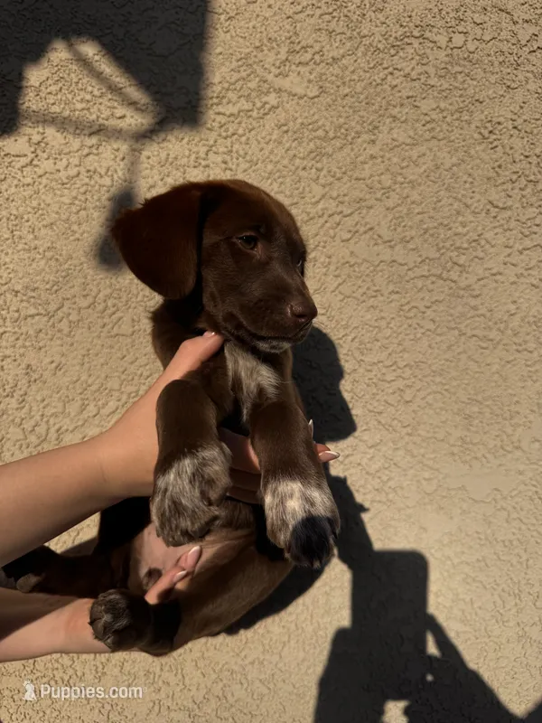 Little girl  – German Shorthaired Pointer, Labrador Retriever puppy for sale in Bakersfield, CA