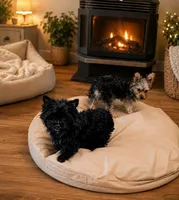 Thunder, a male Yorkshire Terrier for sale in Gainesville, TX – 3 of 3