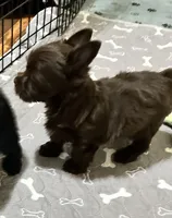 KB chocolate , a female Yorkshire Terrier for sale in Gainesville, TX – 3 of 5