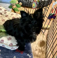 KB black AKC male, a male Yorkshire Terrier for sale in Gainesville, TX – 2 of 3