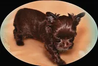 KB chocolate , a female Yorkshire Terrier for sale in Gainesville, TX – 4 of 5