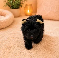 Thunder, a male Yorkshire Terrier for sale in Gainesville, TX – 3 of 5