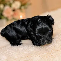 Rare KB black female, a female Yorkshire Terrier for sale in Gainesville, TX – 2 of 3