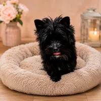 KB black male, a male Yorkshire Terrier for sale in Gainesville, TX – 4 of 5