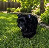 Thunder, a male Yorkshire Terrier for sale in Gainesville, TX – 2 of 3