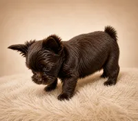 KB chocolate , a female Yorkshire Terrier for sale in Gainesville, TX – 5 of 5
